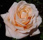 Realistic Pink Orange Rose, unknow artist